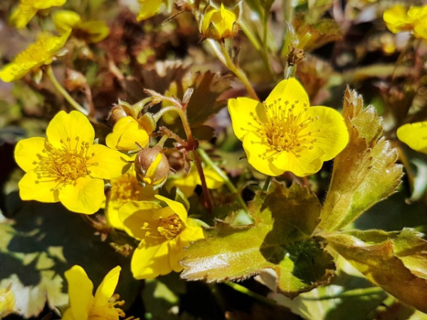 bodendecker winterhart gelb blühend waldsteinia